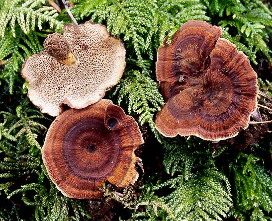 Coltricia perennis